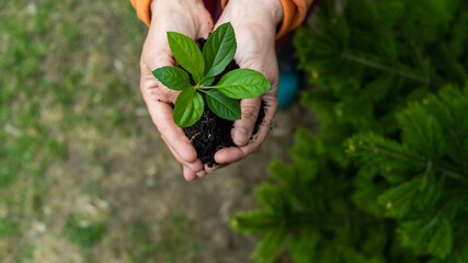 Close-up of an elderly woman's hands with an apple tree sprout. Grandma holding a plant outdoors.