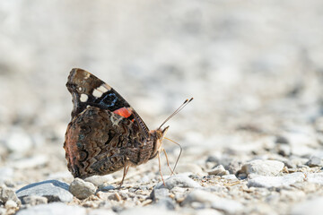 Red admiral (Vanessa atalanta) is seeking for minerals. Ventral view.