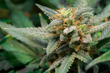 Medicinal marijuana. Conoabis flowering stage. the green flowers of marijuana are ripe