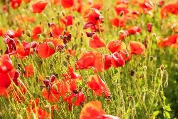 Fototapeta premium Beautiful poppy flowers in field