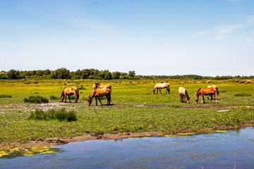 Chevaux Henson dans la prairie, Baie de Somme, Le Marquenterre, Hauts de France, France	