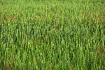 Green wheat field on sunny day
