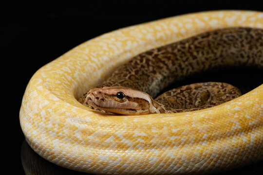 two snake on a black background. Carpet python. Animal in the studio