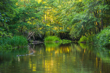 Quiet forest river in the evening
