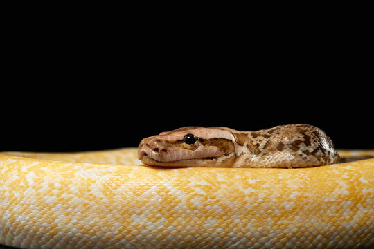 two snake on a black background. Carpet python. Animal in the studio