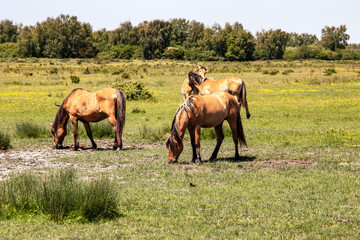 Chevaux Henson dans la prairie, Baie de Somme, Le Marquenterre, Hauts de France, France	