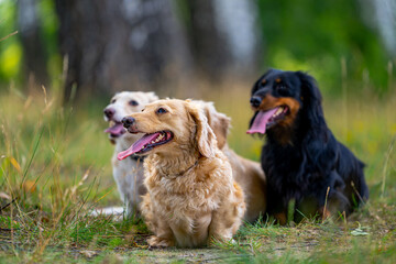 Full length view of the four cute small dogs are posing on nature background. Blurred background. Pets and animals concept