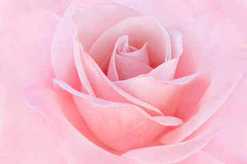 Blurred for background.Beautiful Pink rose in romantic background.Concept for Valentine Day.