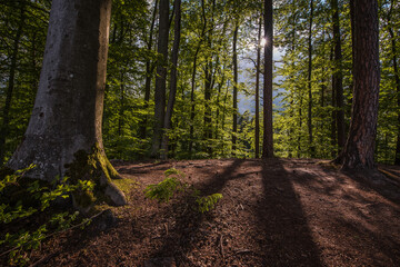 las o zachodzie słońca 2 © Mirosław