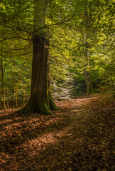 Naklejka premium las o zachodzie słońca 1