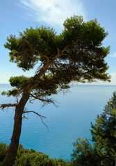 Fototapeta na wymiar The stone pine, botanical name Pinus pinea at mediterranean coast