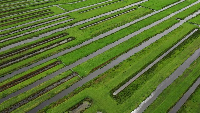 Green polder landscape, Reeuwijk, Zuid-Holland, Netherlands