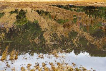 Harvested wheat field flooded after heavy rain in summer