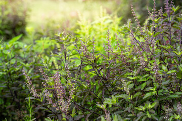 Growing basil at home grow vegetable background