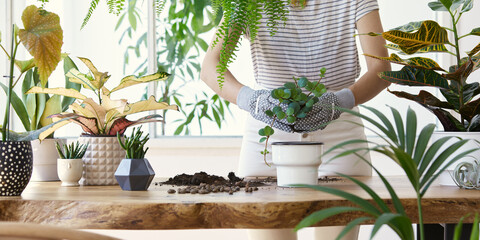 Woman gardeners transplanting plant in ceramic pots on the design wooden table. Concept of home...