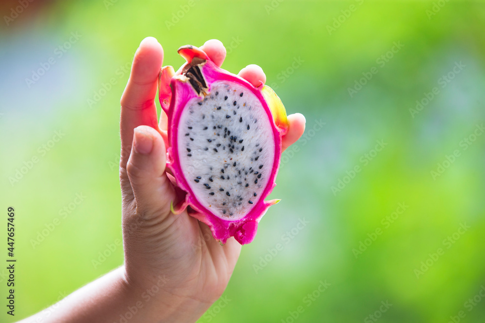 Sticker Hand holding Pitaya or Dragon Fruit