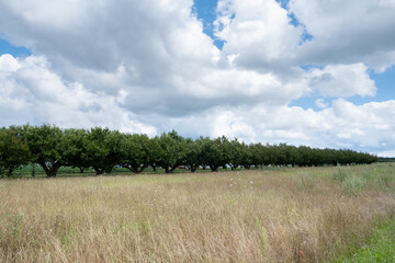 Fototapeta na wymiar Orchard in the pasture