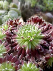 Succulent in detail