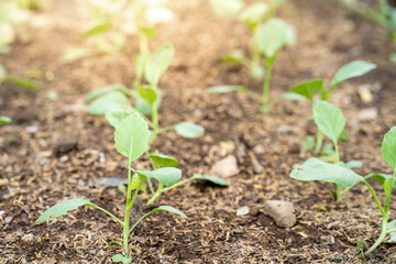 Home growing vegetable for background.