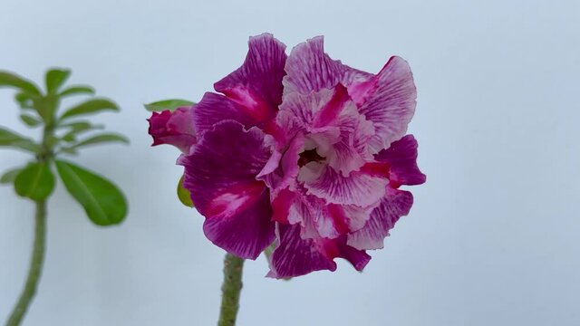 Desert rose, purple Adenium flower in wind. Close-up, macro, isolated front view of pink flower. White wall background. Flower petals flutter in the wind. Studio video filming, 4k video. Bloom plant