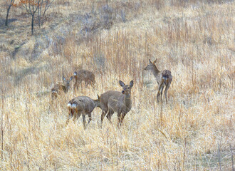 Five young deer on a background of light dry grass