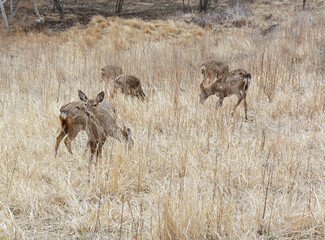 A group of deer in early spring on a background of dry grass in early spring