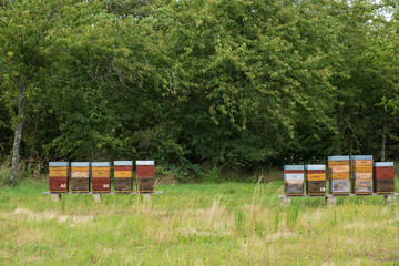 beehive in a field