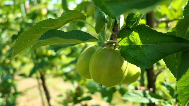 agriculture apple trees garden fruit organic
