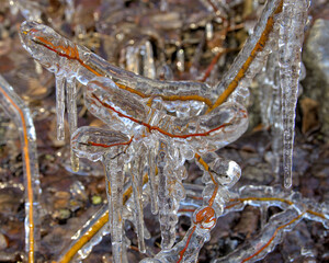 Frozen twig