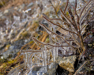 Frozen Twig