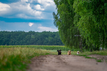 Fototapeta na wymiar Full length view of the happy doggies having fun with drone at the road. Cute funny dogs playing with a drone. Attractive puppies running together concept