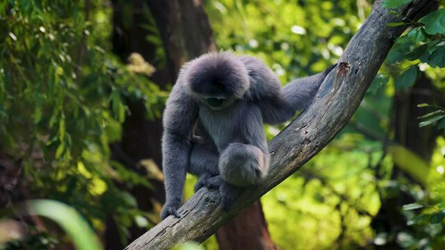 Silvery gibbon sitting on a branch