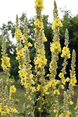 Mullein flowers background (Verbascum densiflorum)Inflorescence of yellow meadow mullein flowers in the sunlight of the day on a blurred background. Summer season.Czechia. Europe. Natural background.