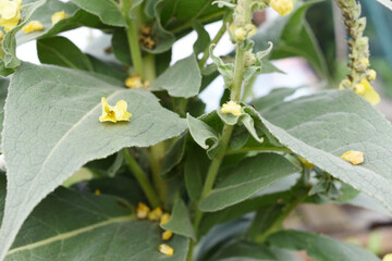 Mullein flowers background (Verbascum densiflorum)Inflorescence of yellow meadow mullein flowers in the sunlight of the day on a blurred background. Summer season.Czechia. Europe. Natural background.