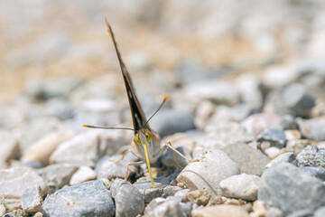 Lesser purple emperor butterfly (Apatura ilia) takes up minerals with it's yellow rolled out tongue. Front view.