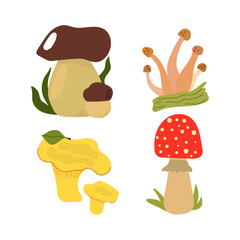 Set of mushrooms, boletus, chanterelles, honeydew, fly agaric. Cute flat illustration.