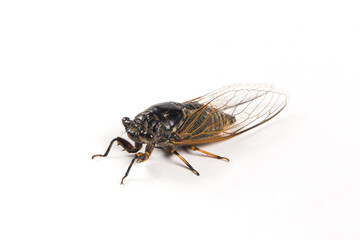 adult black cicada isolated on white background