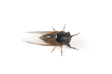 adult black cicada isolated on white background