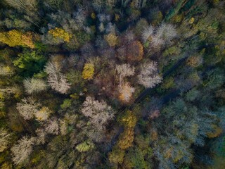 moss on the stone