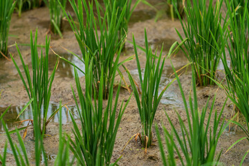 Flooded rice field with green growing plants closeup