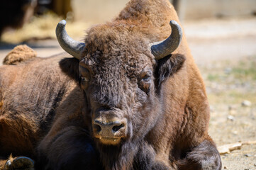 Large European bison also known as Bison bonasus