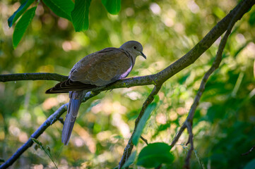 Wood pigeon sitting on a tree between leaves