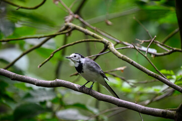 White wagtail also known as motacilla alba