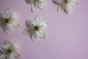 Fototapeta na wymiar White flowers pattern on table 