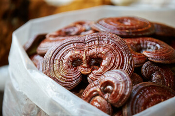 ganoderma tsugae, Various herbal medicines on display at the traditional market