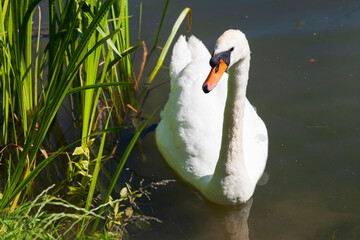 Graceful mute swan on the edge of the lake