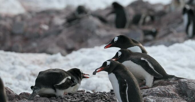 Gentoo penguins (Pygoscelis papua) on rocks, Cuverville Island, Antarctica