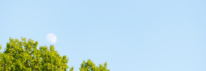 tree and blue sky bright moon