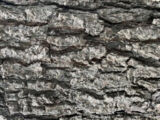 Gray tree bark background close up rind texture for text 