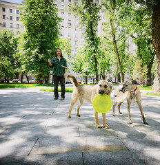 Two dogs walking on a leash in the city holding a flying disc in their mouth